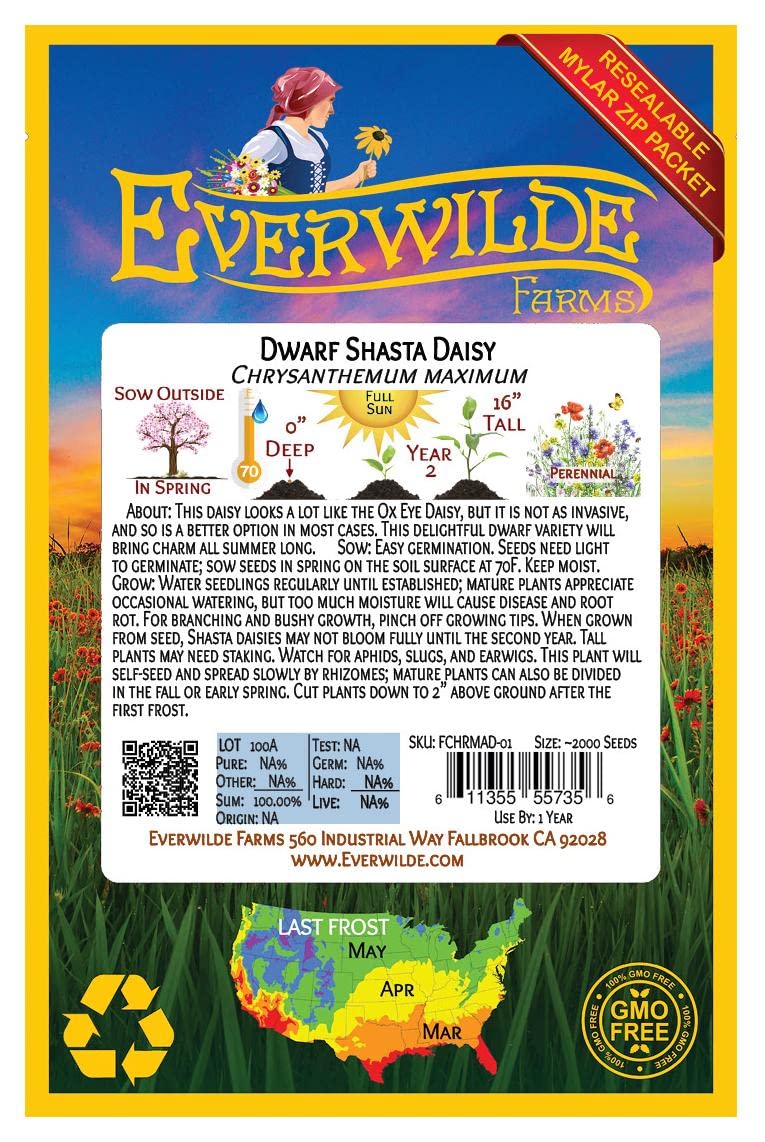 2000 Dwarf Shasta Daisy Wildflower Seeds - Everwilde Farms Gold Vault Jumbo Seed Packet for Home Garden, Landscaping & Pollinator-Friendly Planting