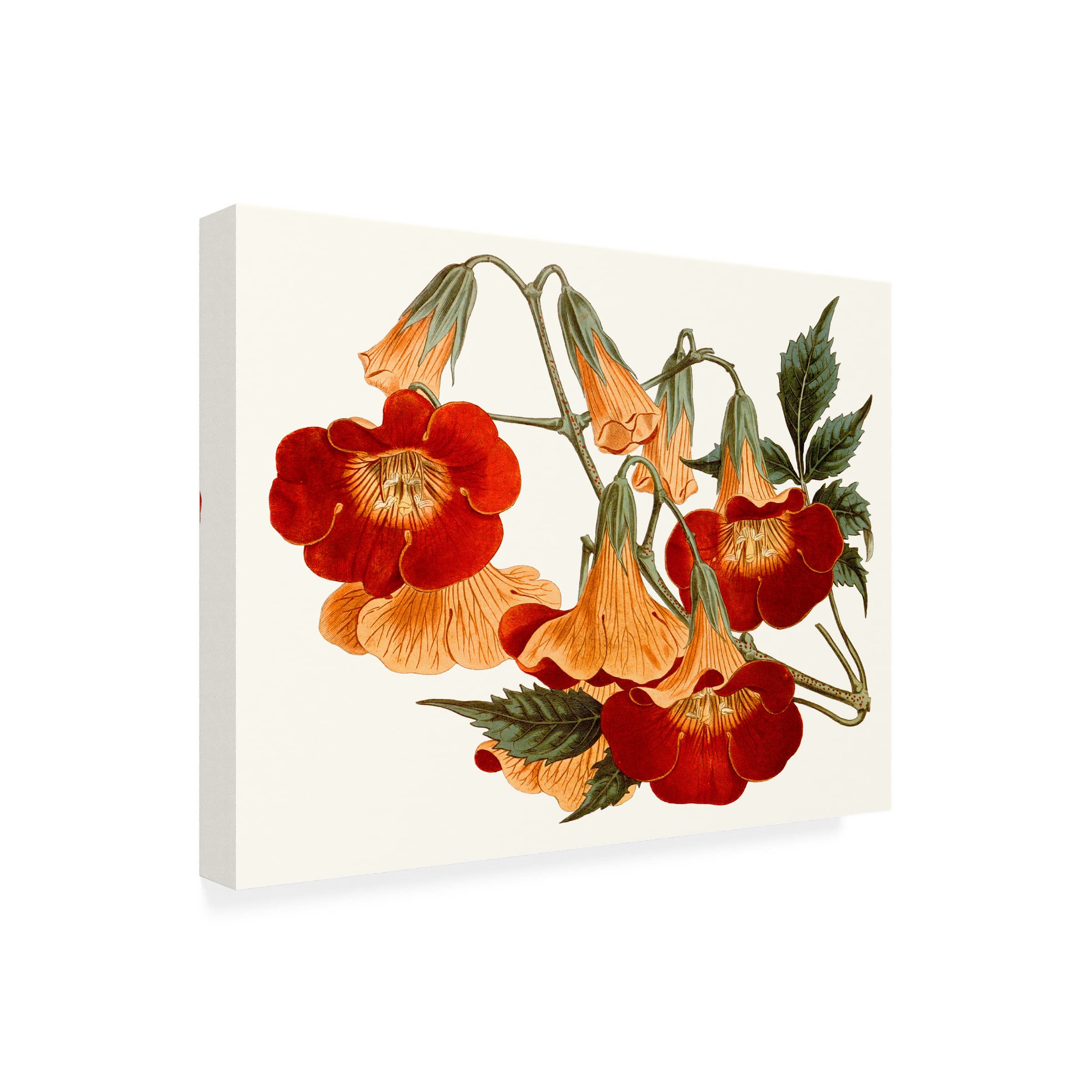 Striking Coral Botanicals IV Canvas Wall Art by Curtis - Modern Floral Home Decor for Living Room, Bedroom & Office