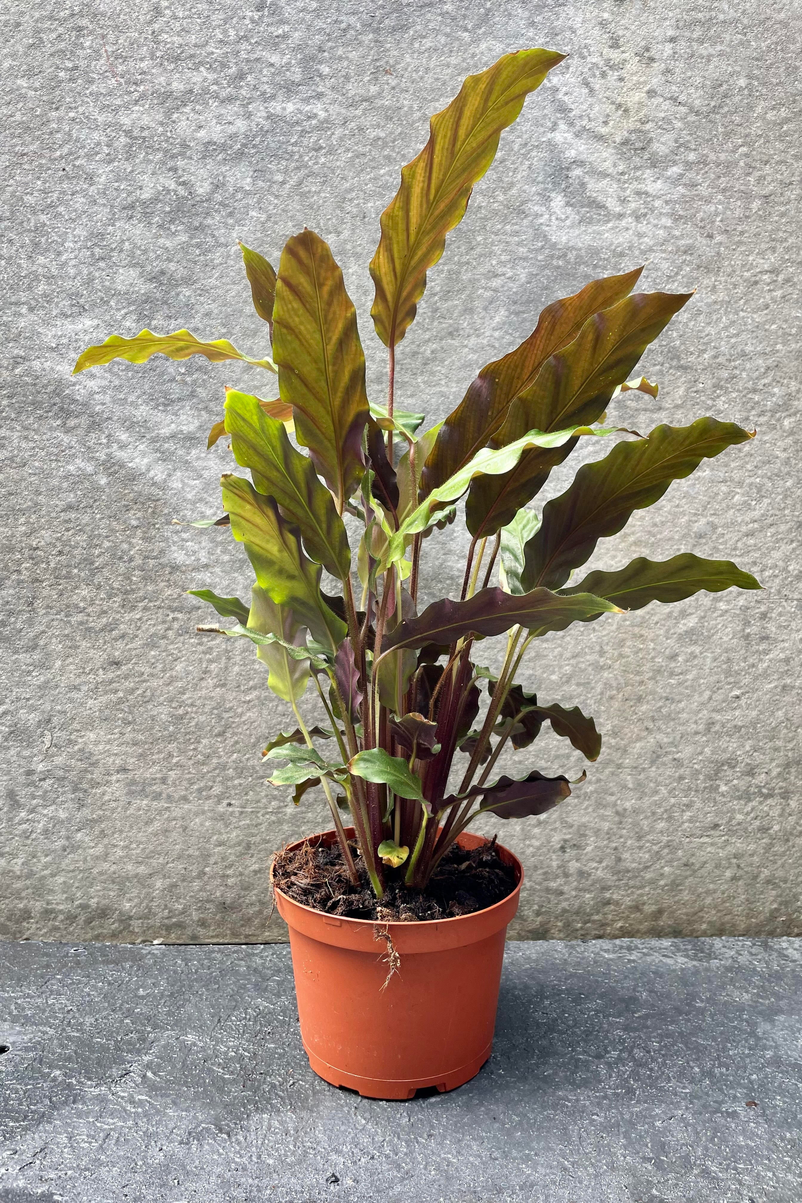 Calathea Rufibarba - 6 Inch Live Prayer Plant for Home & Office Decor | Low Light Indoor Houseplant for Living Room, Bedroom, or Workspace