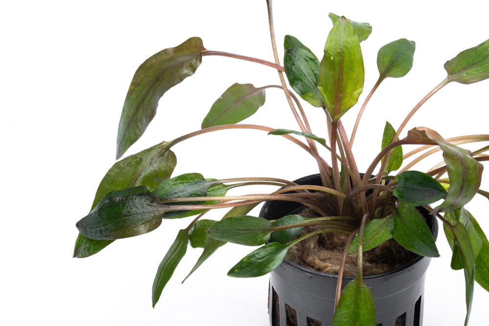 Cryptocoryne Florida Sunset Live Aquarium Plant - Easy Care Aquatic Plant for Freshwater Fish Tanks | Perfect for Aquascaping, Shrimp Tanks & Community Aquariums