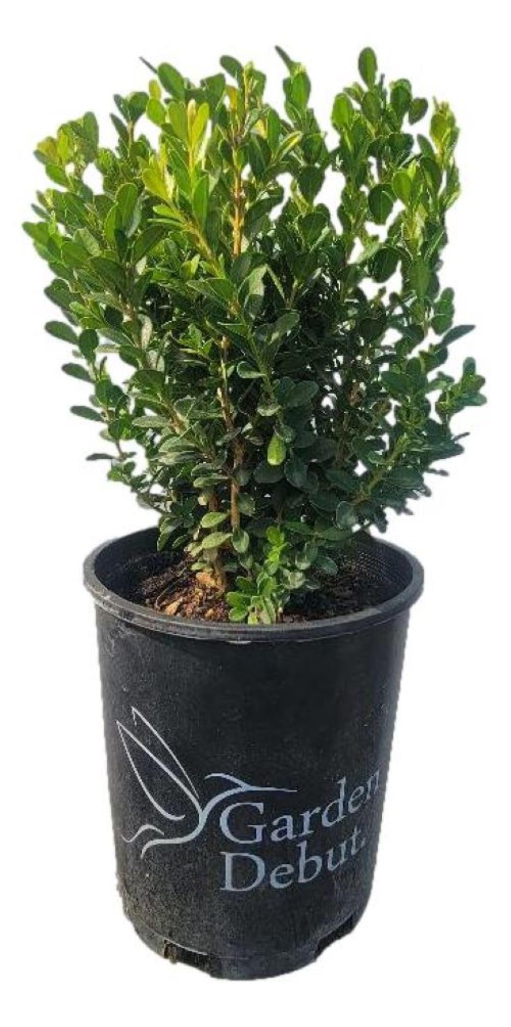 Baby Gem Dwarf Boxwood Live Plant - 1 Gallon Potted Evergreen Shrub for Landscaping, Hedges & Container Gardens