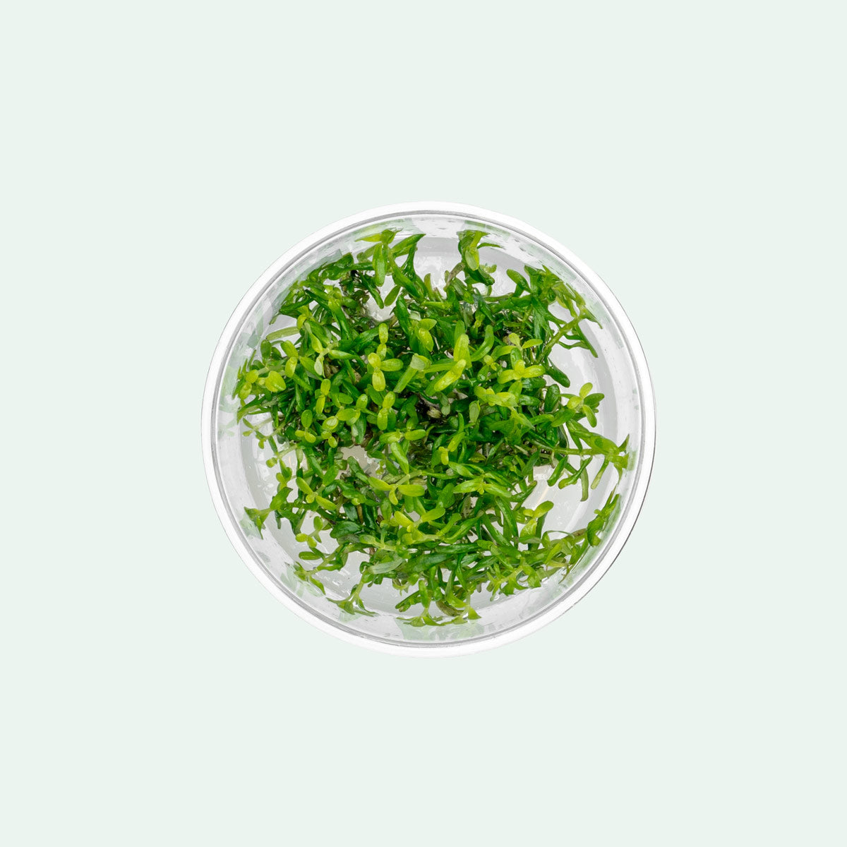Rotala Rotundifolia Green Tissue Culture - Live Aquarium Plants for Fish Tanks | Perfect for Freshwater Aquascaping, Planted Tanks & Aquatic Gardens