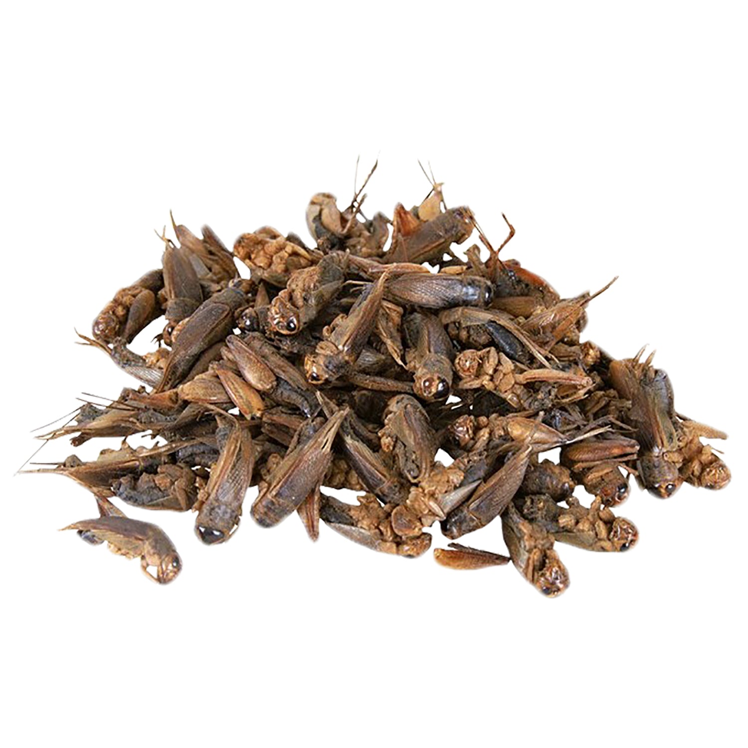 Premium Bulk Dried Insect Trio - High Protein Mealworms, Crickets & Grasshoppers for Reptiles, Birds & Fishing Bait - Perfect for Pet Food, Wild Bird Feeding & Outdoor Adventures