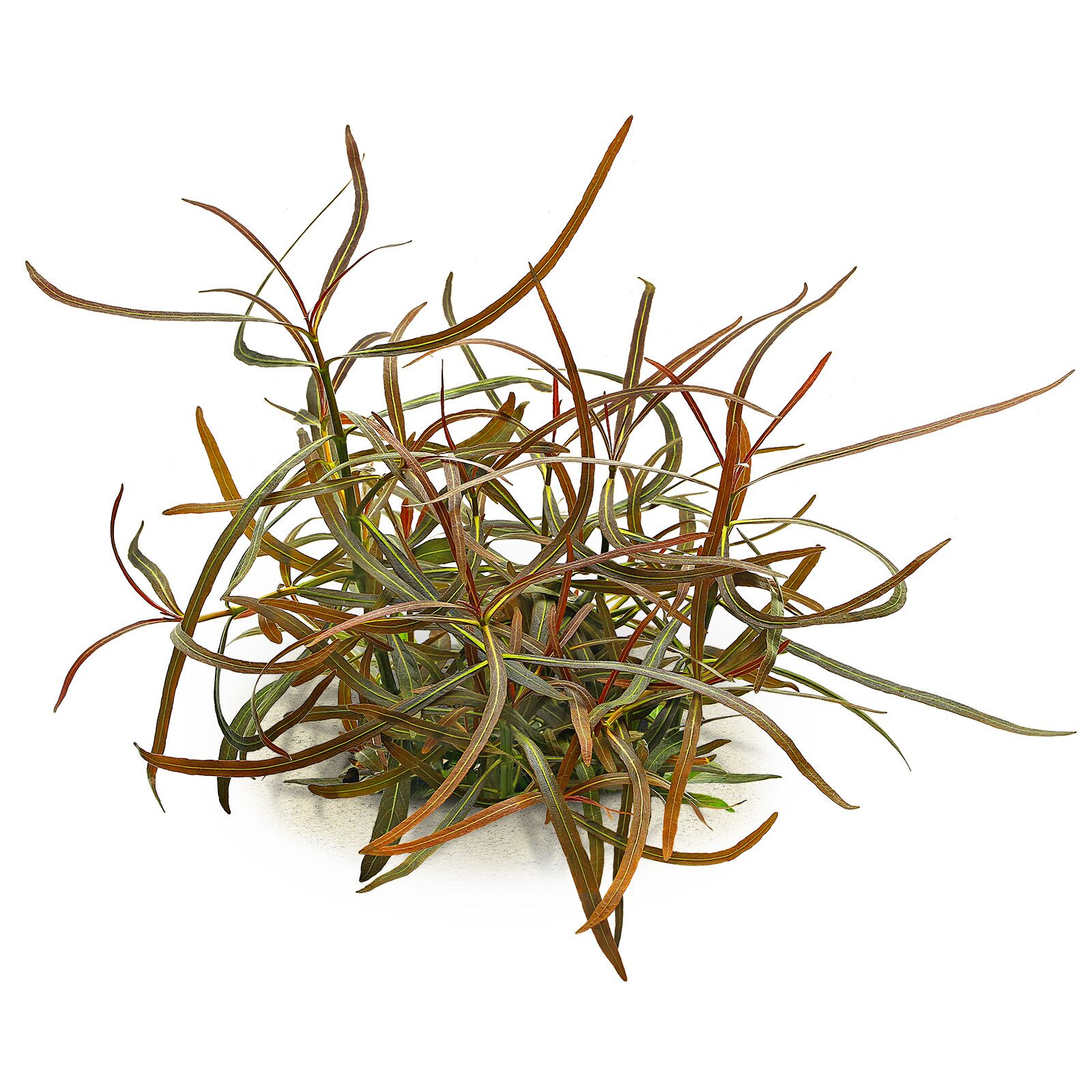 TCulture Hygrophila Lancea Araguaia Aquatic Plant (Potted) - Perfect for Aquascaping, Fish Tanks & Freshwater Aquariums