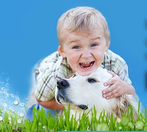 BioS+ Artificial Turf Pet Odor Eliminator - Organic, Non-Toxic Enzyme Concentrate for Dogs & Cats - Safe for Kids, Pets & Plants - 5 Gallon - Perfect for Backyards, Kennels & Pet Play Areas