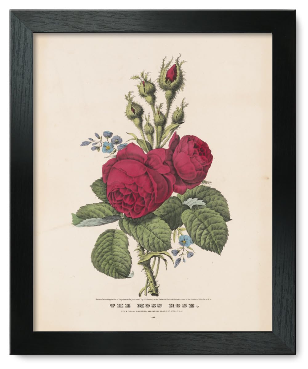 12x15 Framed Print - The Moss Rose 1847 Vintage Botanical Art | Perfect for Home Decor, Office Wall Art & Gift Ideas