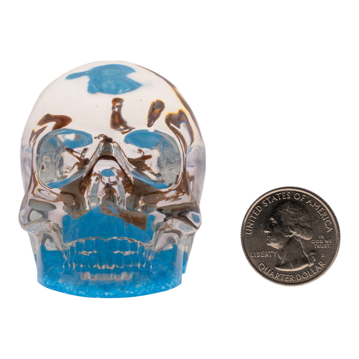 Real Golden Scorpion Encased in Clear Acrylic Skull Display - Perfect for Home Decor, Gothic Collections, and Unique Gift Ideas