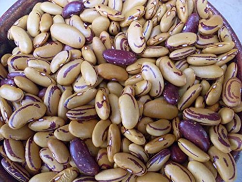 10 Tiger's Eye Bush Bean Seeds - Heirloom Golden Shelling Beans for Planting - Perfect for Soups, Stews & Home Gardening