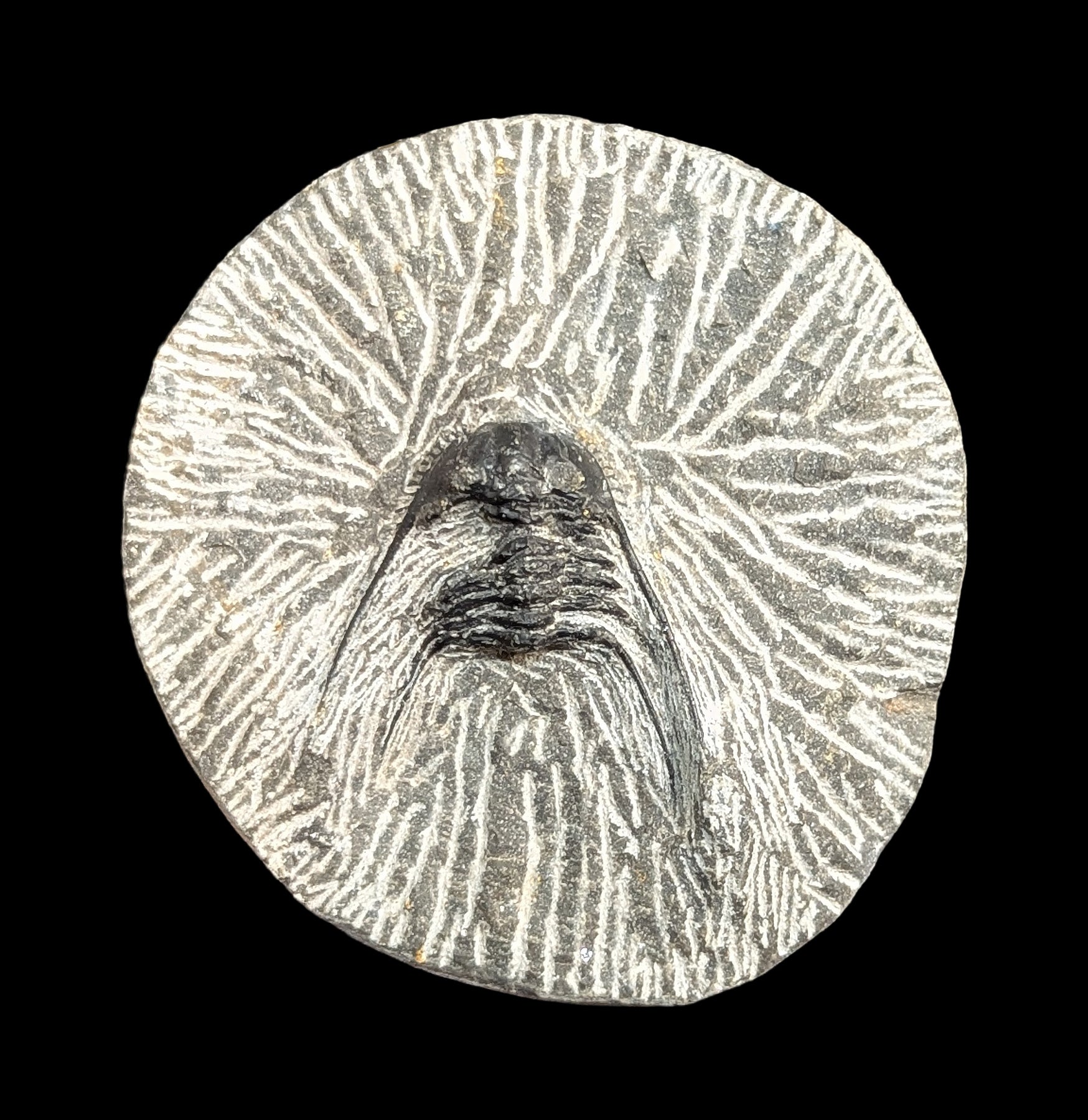 Authentic Fossil Trilobite Kettneraspis in Natural Matrix - Rare Paleozoic Era Specimen for Collectors, Education & Home Decor