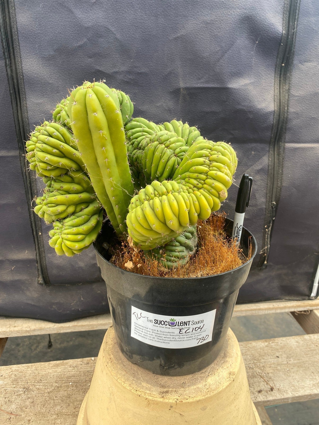 EC104 EXACT Trichocereus Pachanoi Crested TLC Ornamental Cactus - Rare Crested San Pedro Cactus for Home Decor, Office Plants & Succulent Gardens