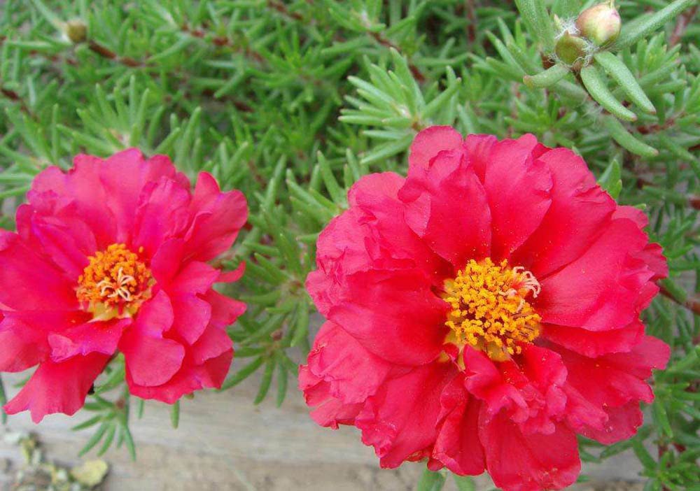 200 Double Portulaca Grandiflora Seeds - Moss Rose Flower Seeds Mix Color for Garden, Balcony & Landscaping - Easy to Grow Drought-Tolerant Blooms
