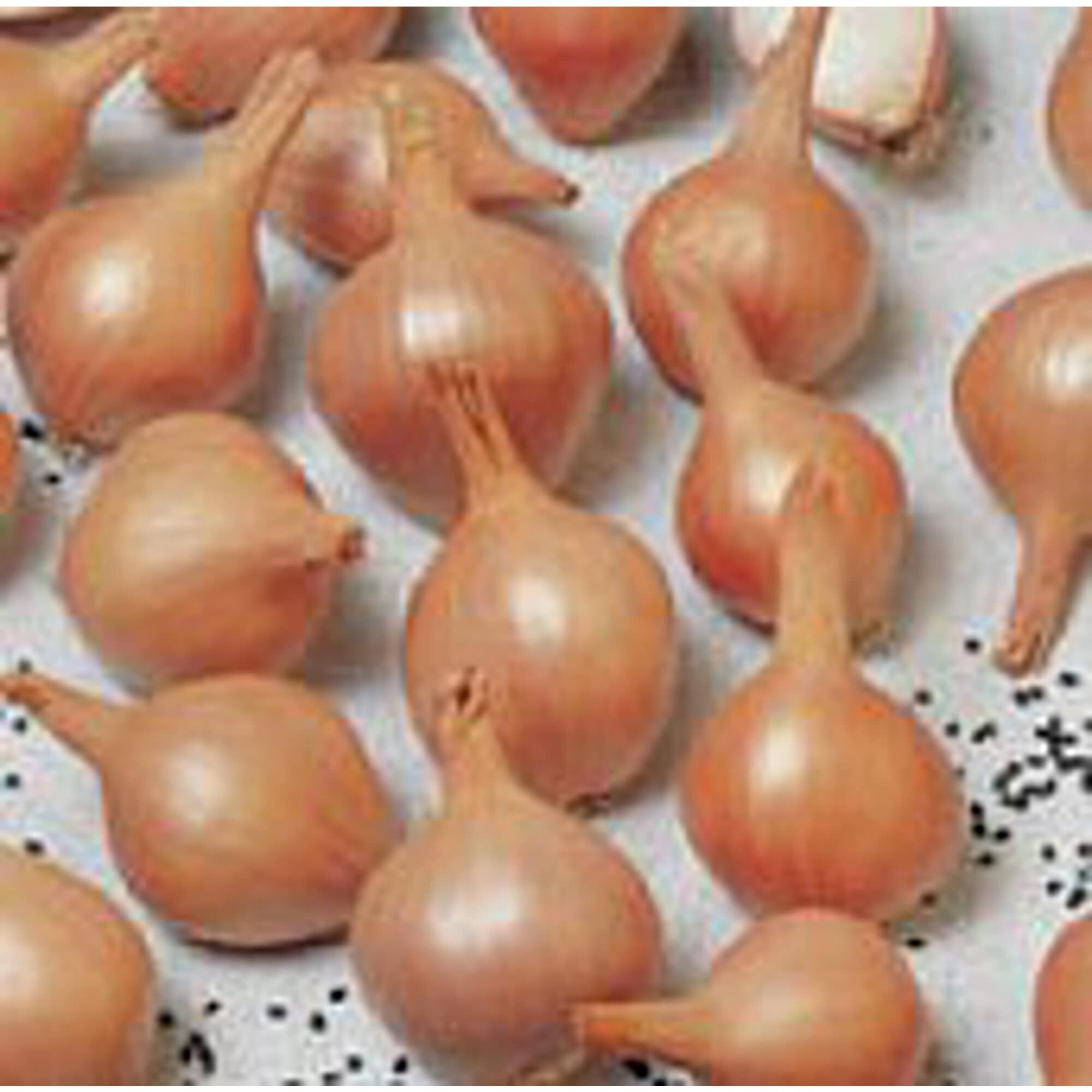Organic Ambition Shallots Seeds (20+ Seeds) - Non-GMO Vegetable Planting Seeds for Home Garden, Greenhouse & Indoor Herb Gardens - Perfect for Cooking, Seasoning & Fresh Salads