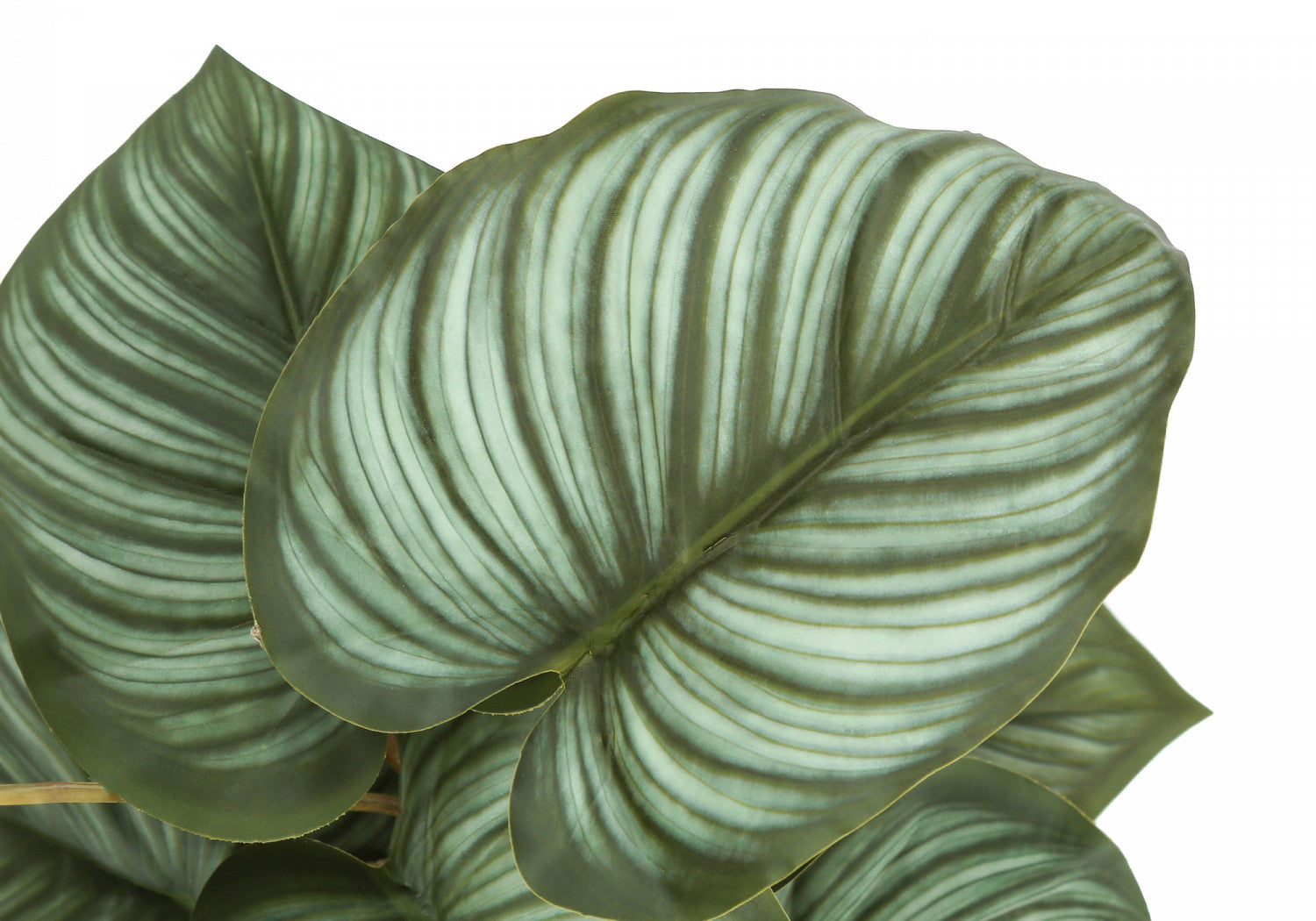 13 Epipremnum Pothos Plants with 4 Black Pots - Green Indoor Houseplants (Set of 2) for Home Decor, Office Desk, or Gift