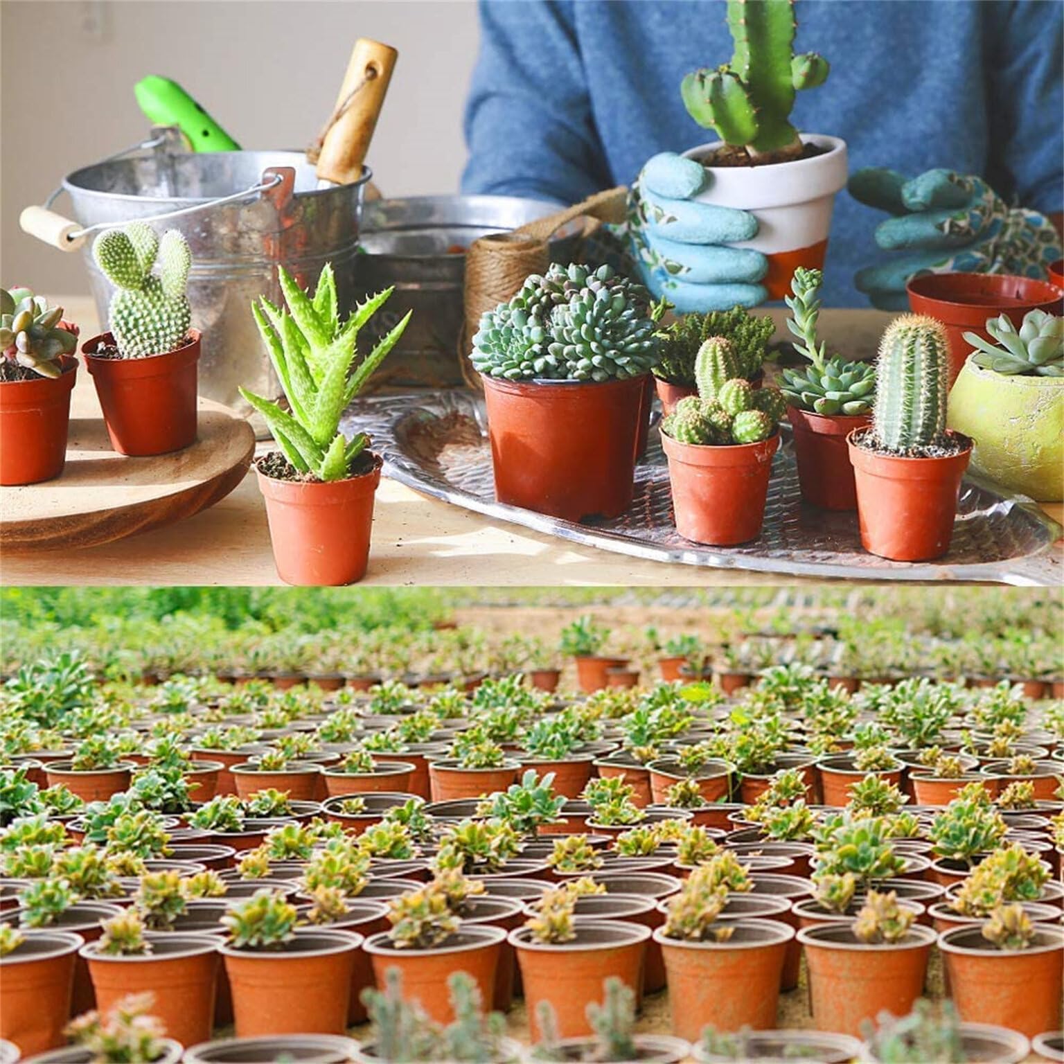 100 PCS 8 Inches Plastic Plant Nursery Pots - Reusable Garden Pots for Succulents, Seedlings, Cuttings & Transplanting with Drainage Holes | Perfect for Indoor/Outdoor Gardening, Home Decor & DIY Plant Projects