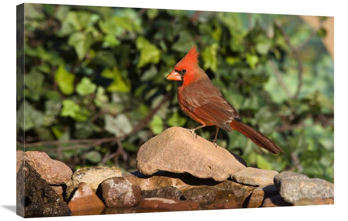24 x 36 Inch Northern Cardinal Male Art Print - Santa Rita Mountains Arizona Wildlife Photography by Tom Vezo | Perfect for Home Decor, Office Wall Art & Bird Lover Gifts