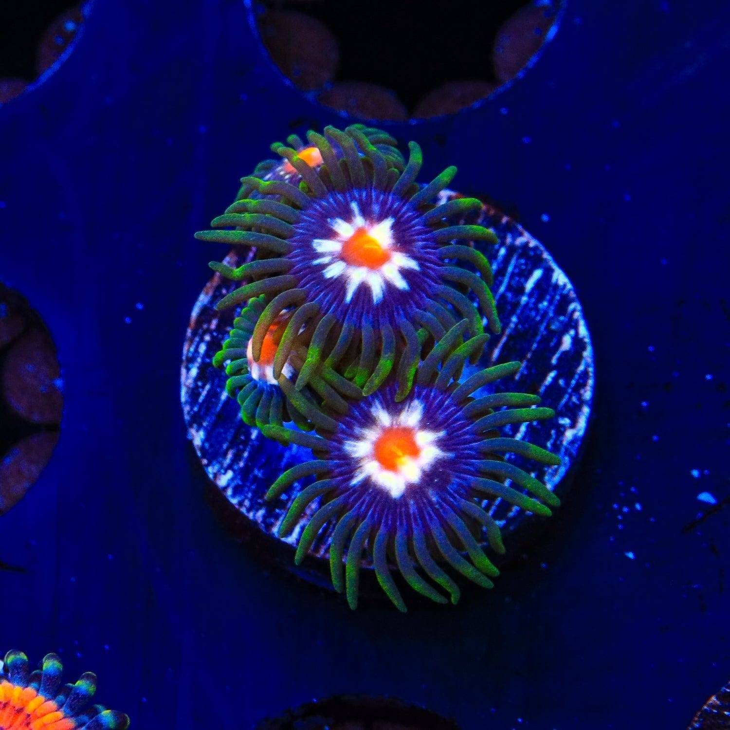Premium Daisy Cutter Zoanthids Coral for Saltwater Aquariums - Vibrant Live Coral for Reef Tanks & Marine Aquascaping
