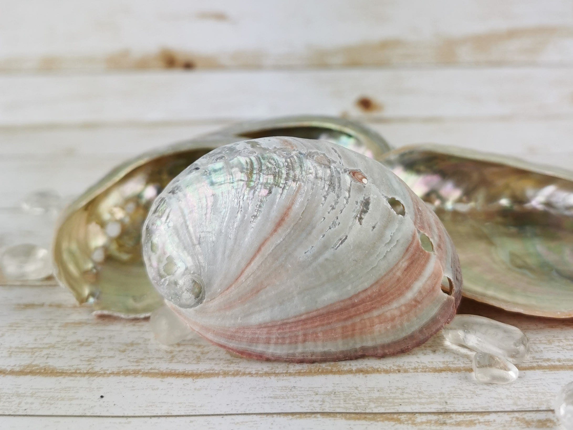 Natural Abalone Shells for Jewelry Making, Home Decor & Crafts - Perfect for DIY Earrings, Pendants & Coastal Themed Decor