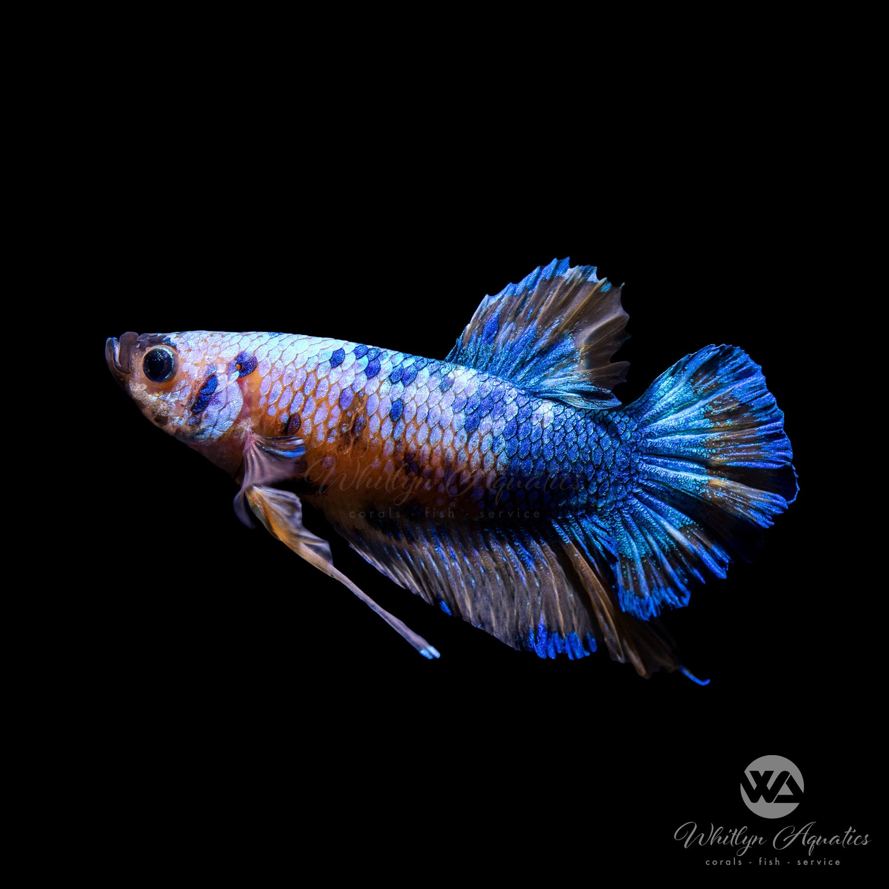 Premium Galaxy Plakat Betta Male Fish - Vibrant Colors, Long Lifespan | Perfect for Aquariums, Fish Tanks & Home Decor