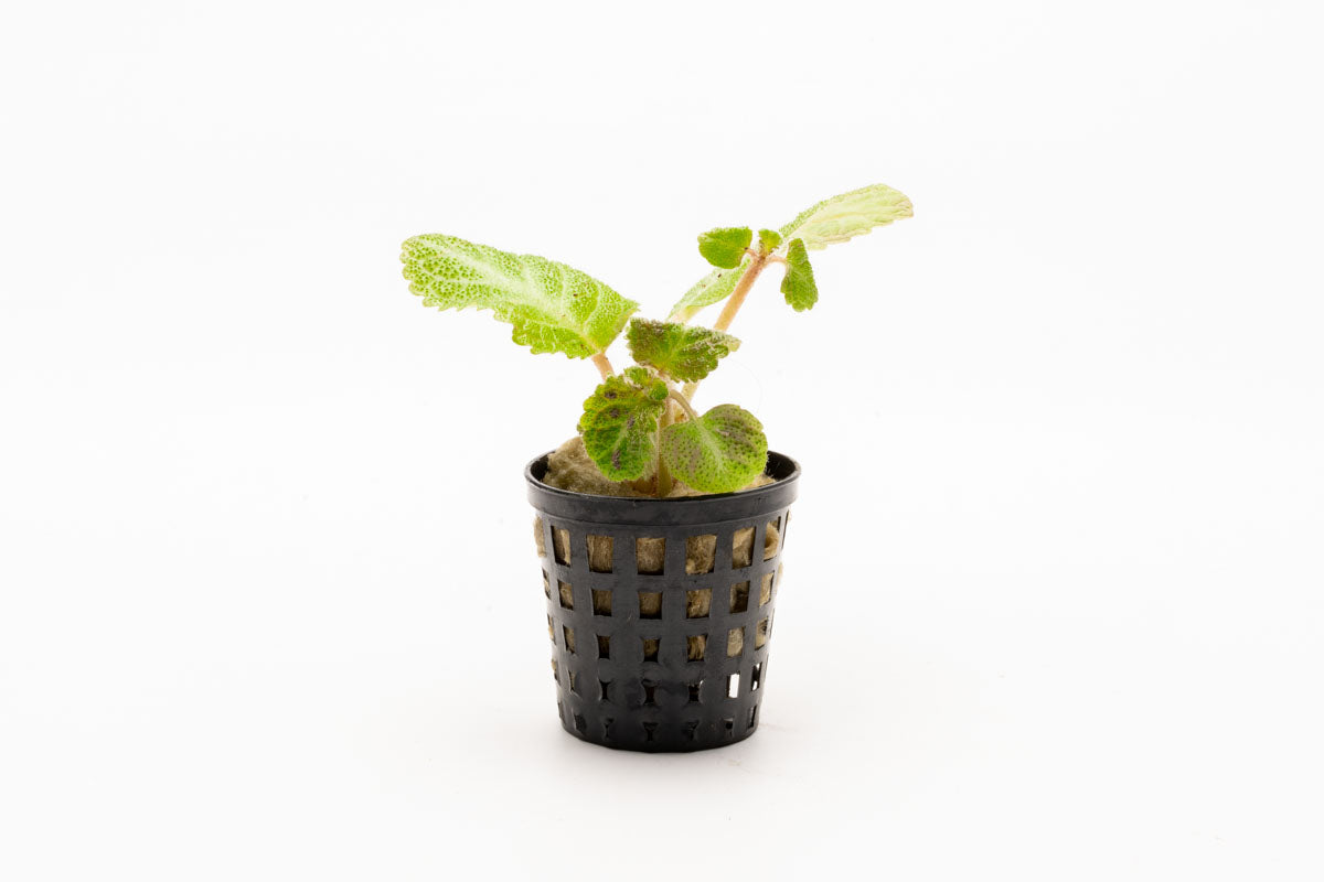 Episcia Lil Lemon - Rare Lemon Lime Variegated Houseplant for Indoor Gardens | Perfect for Home Decor, Terrariums & Office Spaces