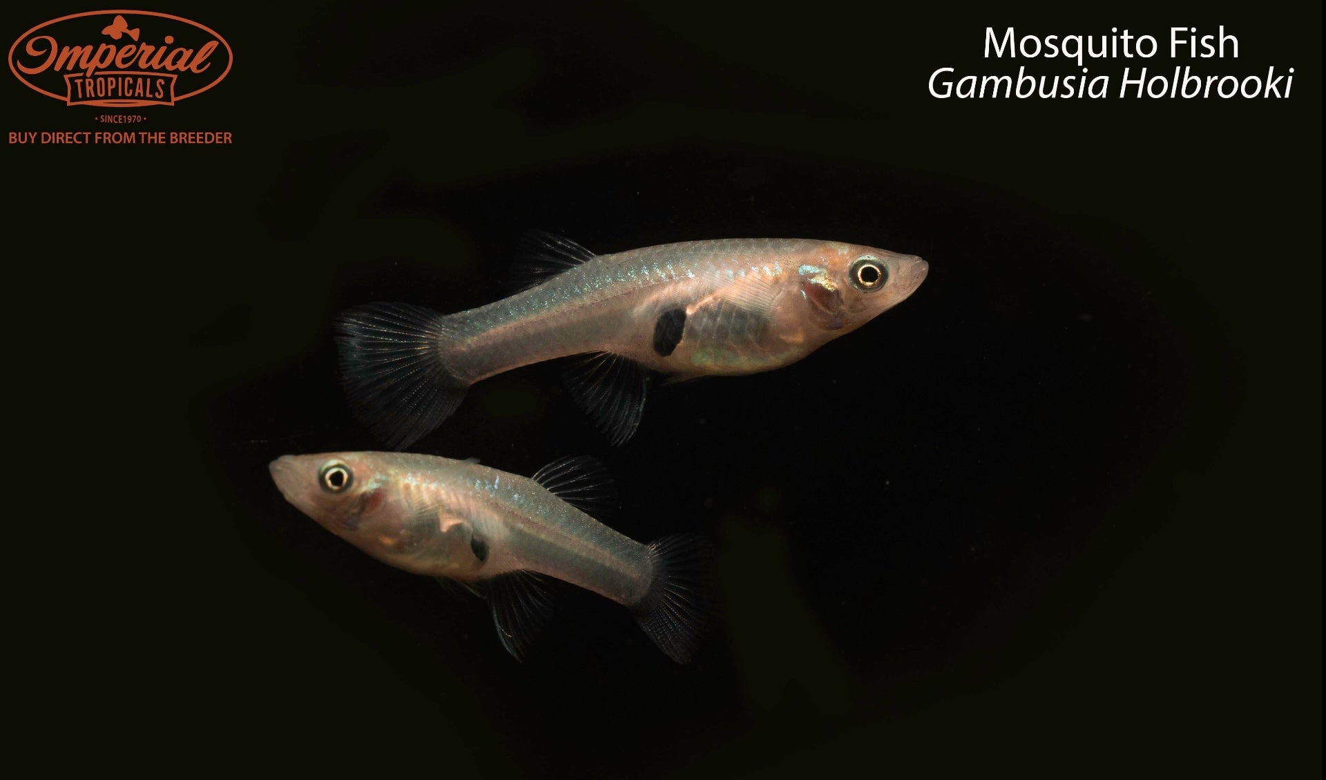 Gambusia Mosquito Fish - Natural Mosquito Larvae Eater for Ponds, Lakes & Water Gardens | Eco-Friendly Pest Control Solution