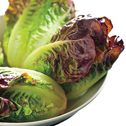 Park Seed Lettuce Salad Mix - 100 Edible Plant Seeds for Easy Home Gardening | Mini Romaine Blend | Fast Growing Spring Greens for Salads, Sandwiches & Healthy Eating