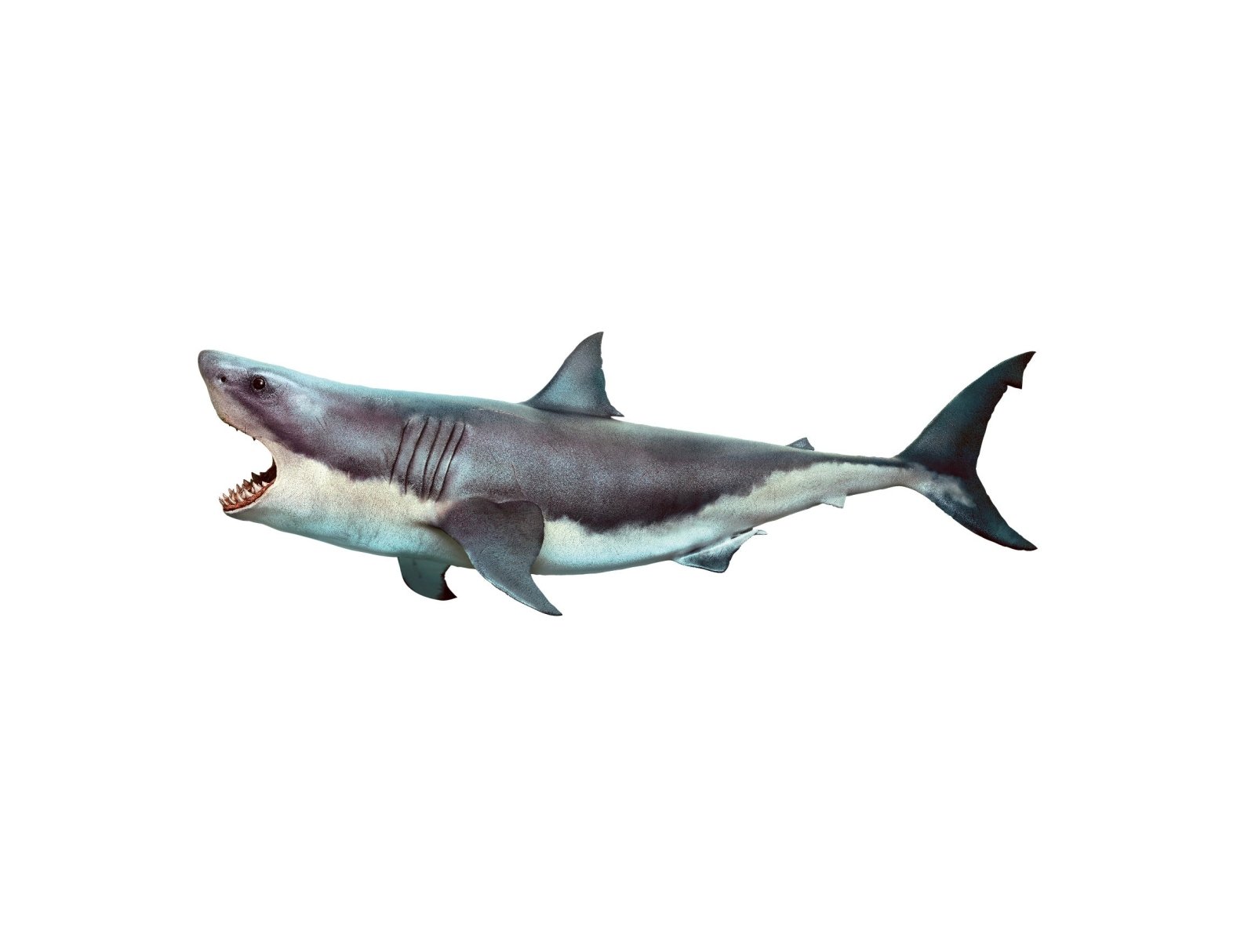 Scary Shark Decals for Walls & Windows - High-Quality Vinyl Stickers for Halloween Decor, Kids Room, and Outdoor Use - Waterproof & Easy to Apply