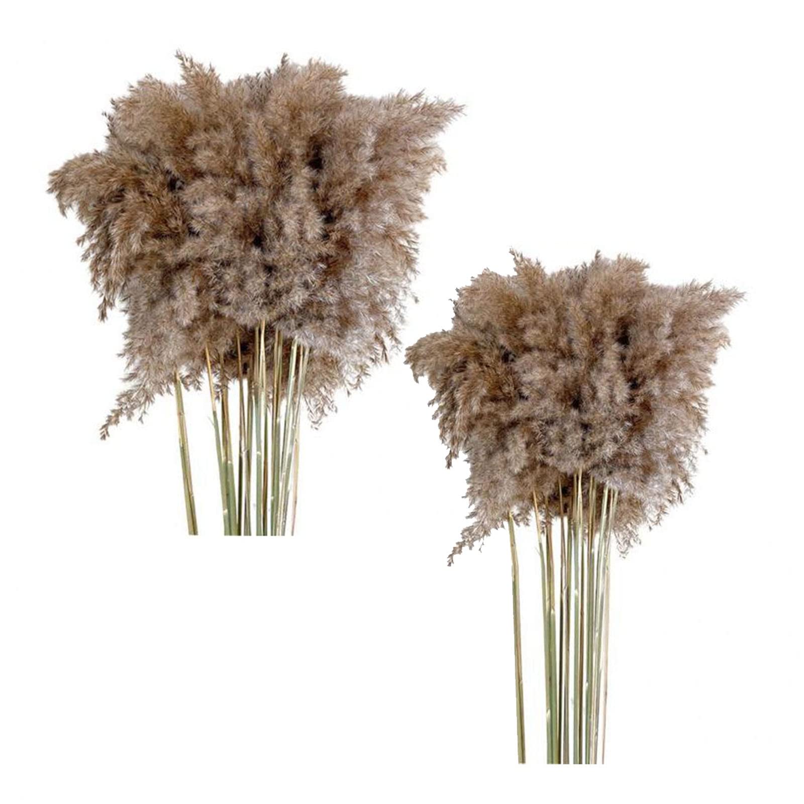Premium 20x Dried Pampas Grass Reed Flower Bouquet - Natural Boho Home Decor for Wedding, Living Room, Bedroom & Office Styling