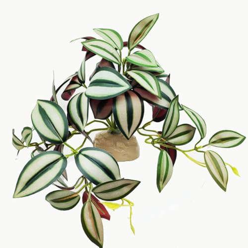 Zebrina