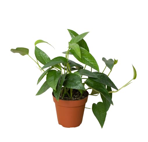 Cebu Blue Pothos - 4