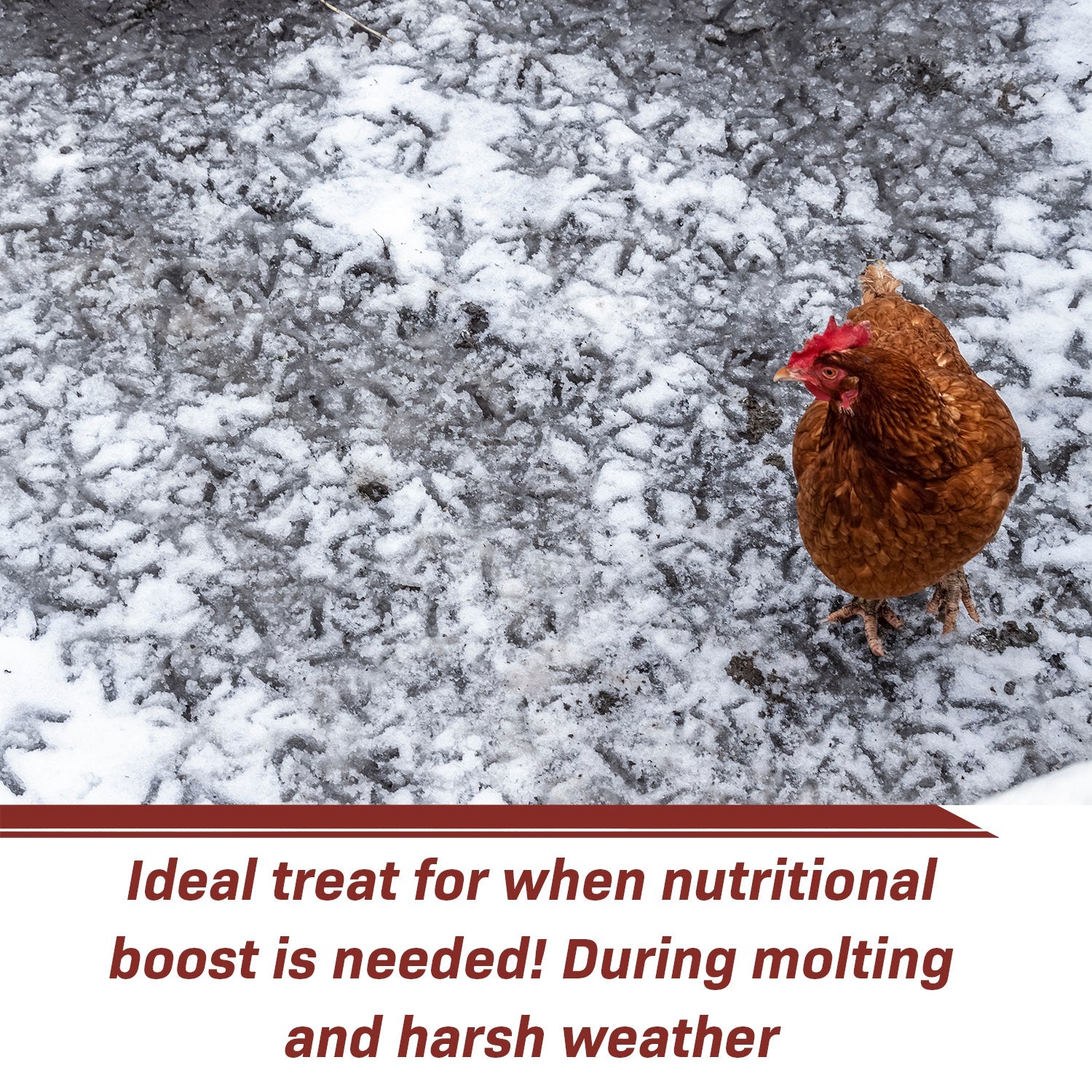Premium Dried Black Soldier Fly Larvae - High Protein Pet Food for Chickens, Reptiles & Birds | Natural Treat for Poultry, Fish & Wild Birds | Perfect for Backyard Chickens, Turtle Feed & Bird Watching