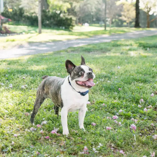 Rechargeable Anti-Bark Collar for Dogs - Safe & Effective Pet Training Device - Perfect for Indoor & Outdoor Use