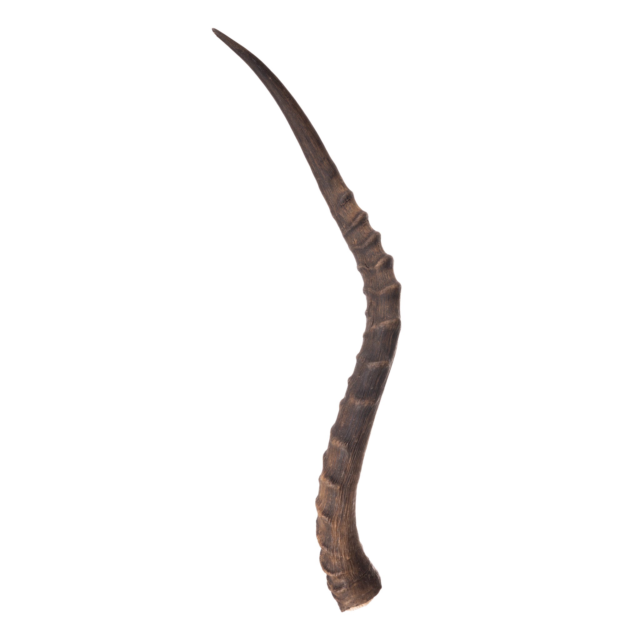 Authentic Impala Horn - Genuine African Antelope Horn for Home Decor, Crafts & Jewelry Making | Perfect for DIY Projects, Wall Art & Unique Gifts