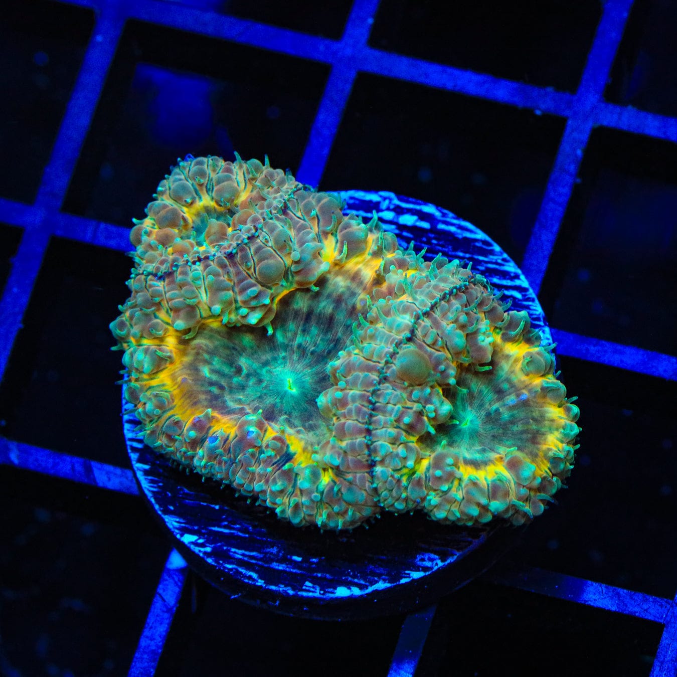 Premium Blastomussa Coral for Saltwater Aquariums - Vibrant Colors & Easy Care - Perfect for Reef Tanks & Marine Displays