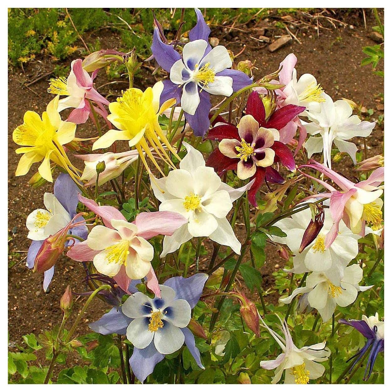 Everwilde Farms 1 Oz McKana Giants Mix Columbine Native Wildflower Seeds - Gold Vault Pack - Perfect for Garden Beds, Borders & Pollinator Gardens