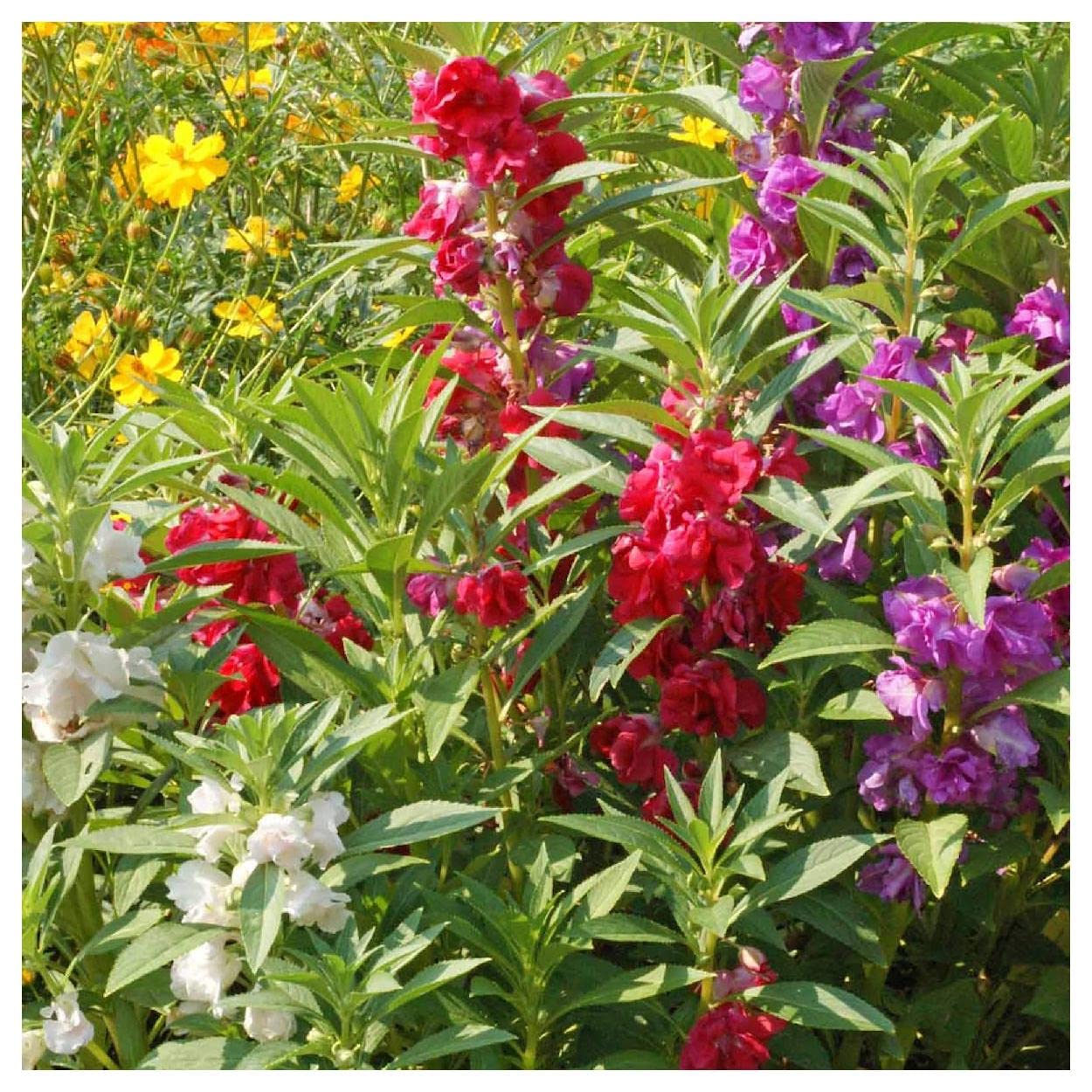 Everwilde Farms - 100 Camellia Flowered Mix Balsam Wildflower Seeds - Gold Vault Jumbo Seed Packet for Garden, Landscaping & Pollinator-Friendly Planting