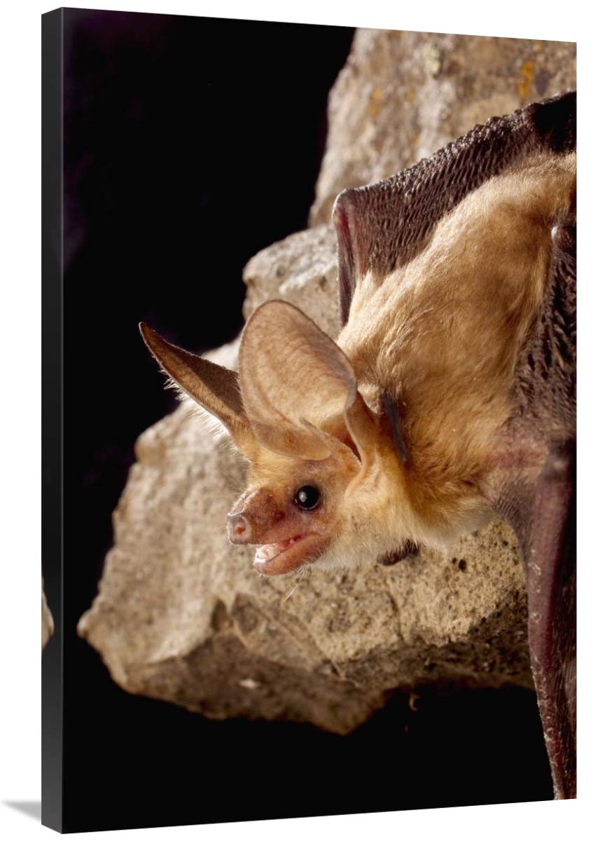 24 x 36 Inch Pallid Bat on Rimrock at Night Wall Art Print - Washington Wildlife Photography by Michael Durham - Perfect for Home Office Decor & Nature Lover Gifts