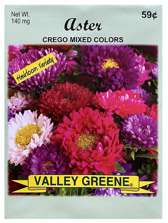 Aster - Crego