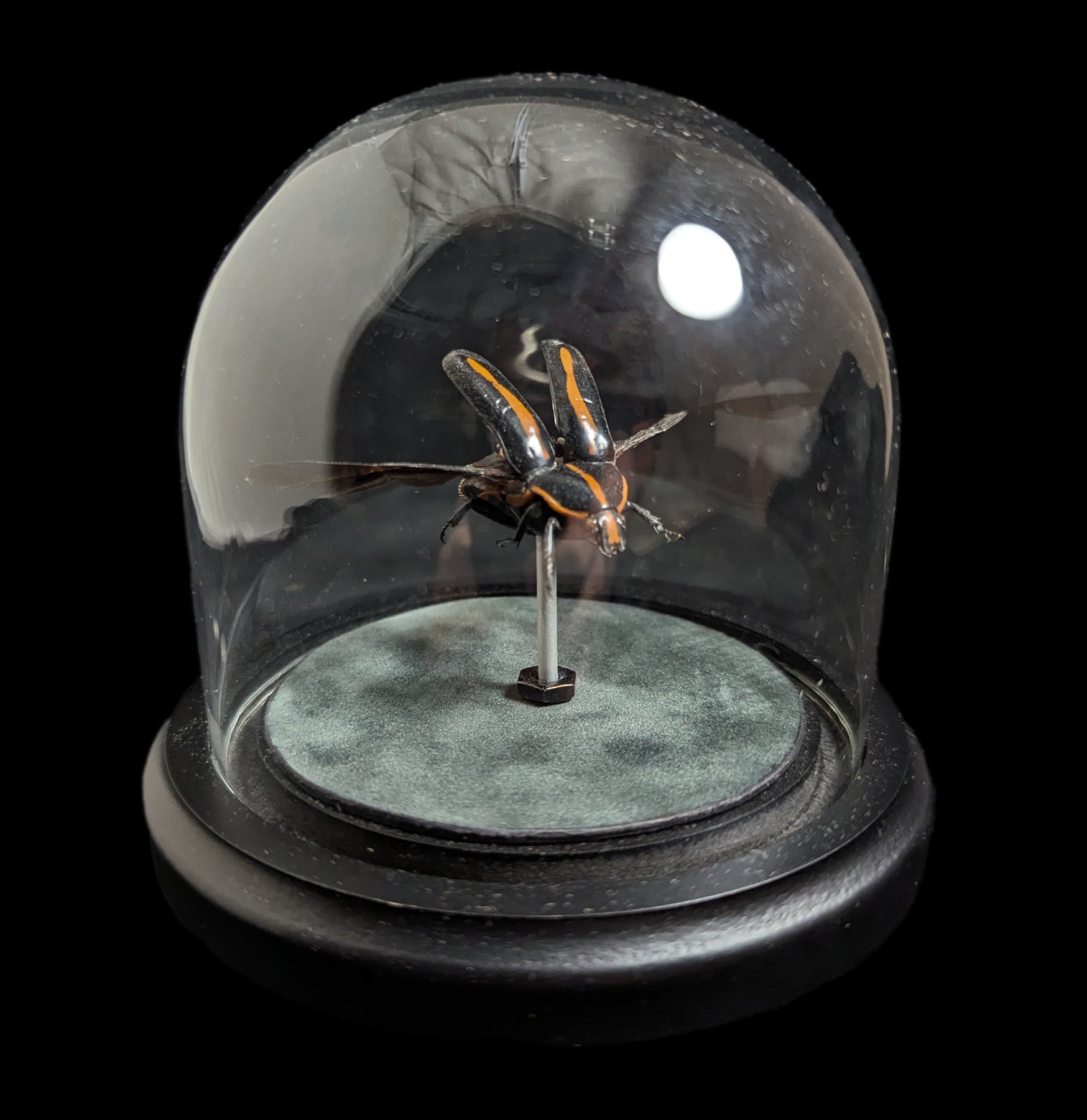 Clockwork Cetonidae: Clerota Rigifica - Premium Mechanical Insect Model for Collectors & Science Enthusiasts | Perfect for Home Decor, Educational Displays & Unique Gifts