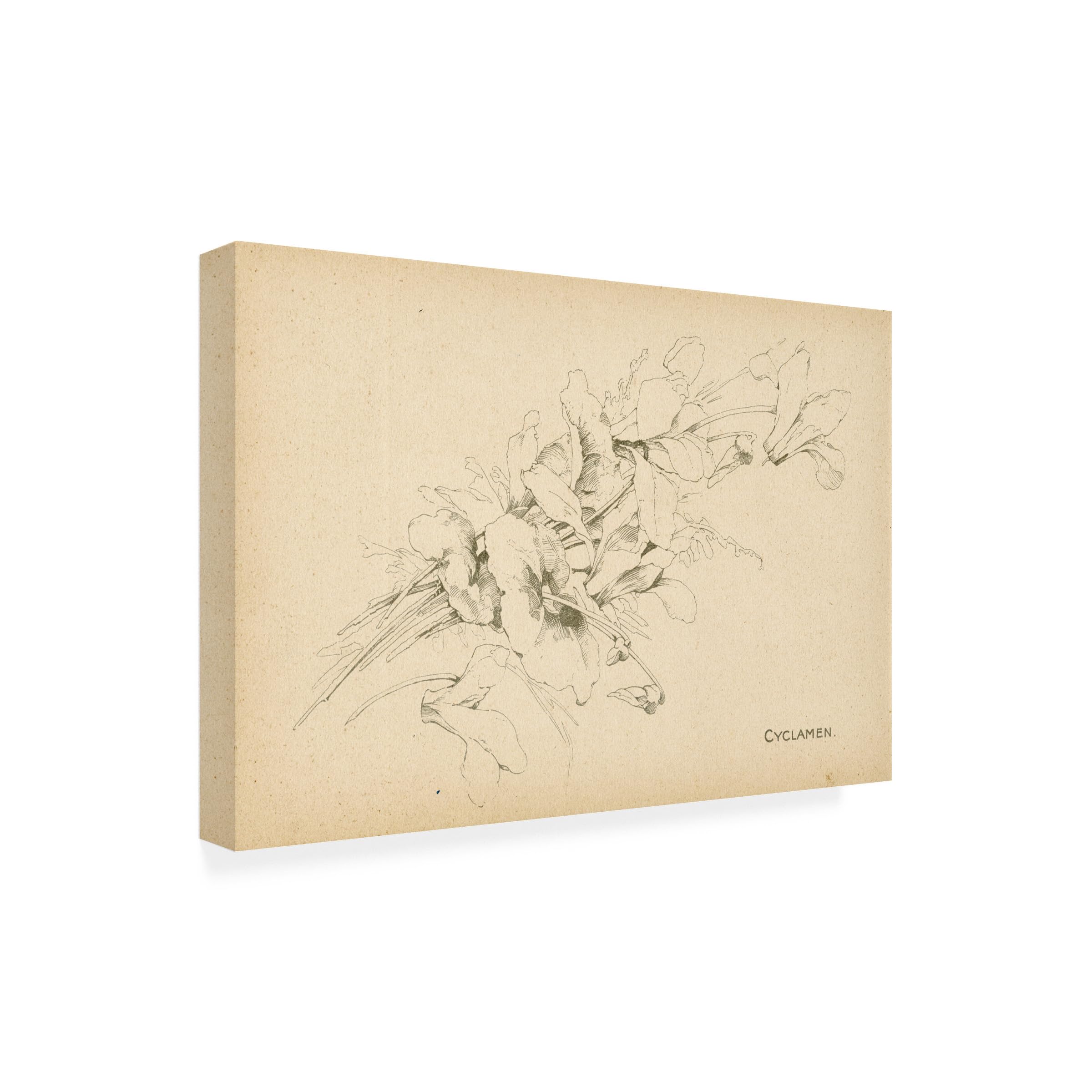 Trademark Fine Art 'Cyclamen' Floral Canvas Wall Art Print - Perfect for Living Room, Bedroom & Office Decor