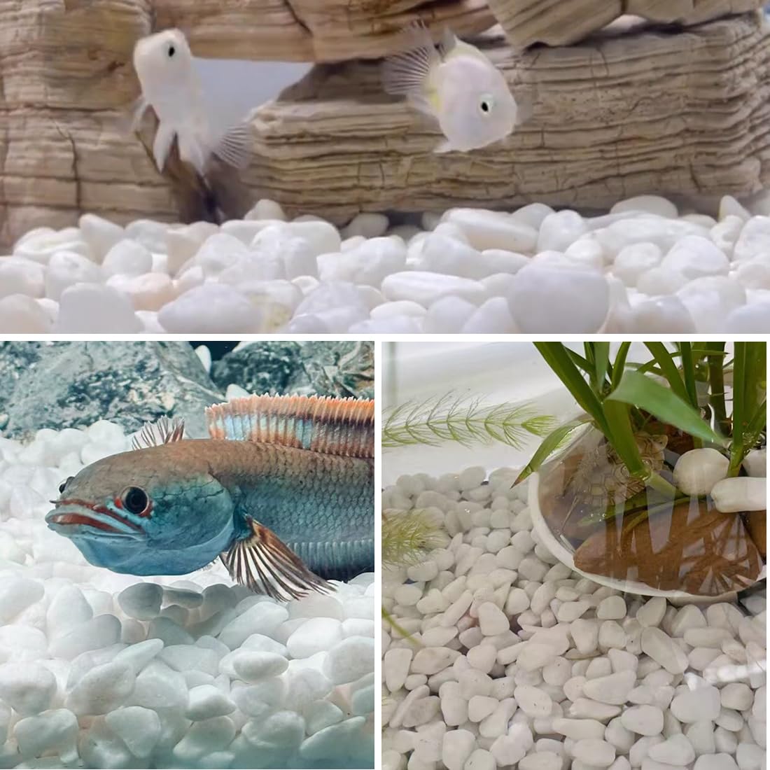 5lb White Pebbles for Indoor Plants - 1-2 Inch Natural River Rocks, Snow White Decorative Stones for Fish Tanks, Vases, Crafts, Home Decor & Garden Landscaping - Perfect for Zen Gardens, Terrariums, and Succulent Arrangements