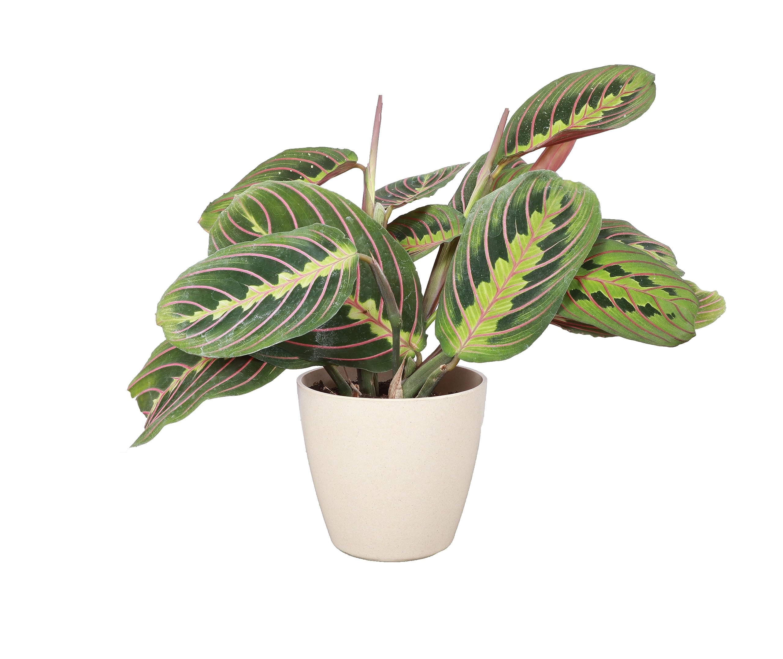 Thorsen's Red Prayer Plant (Maranta) - Live Indoor Houseplant in 4