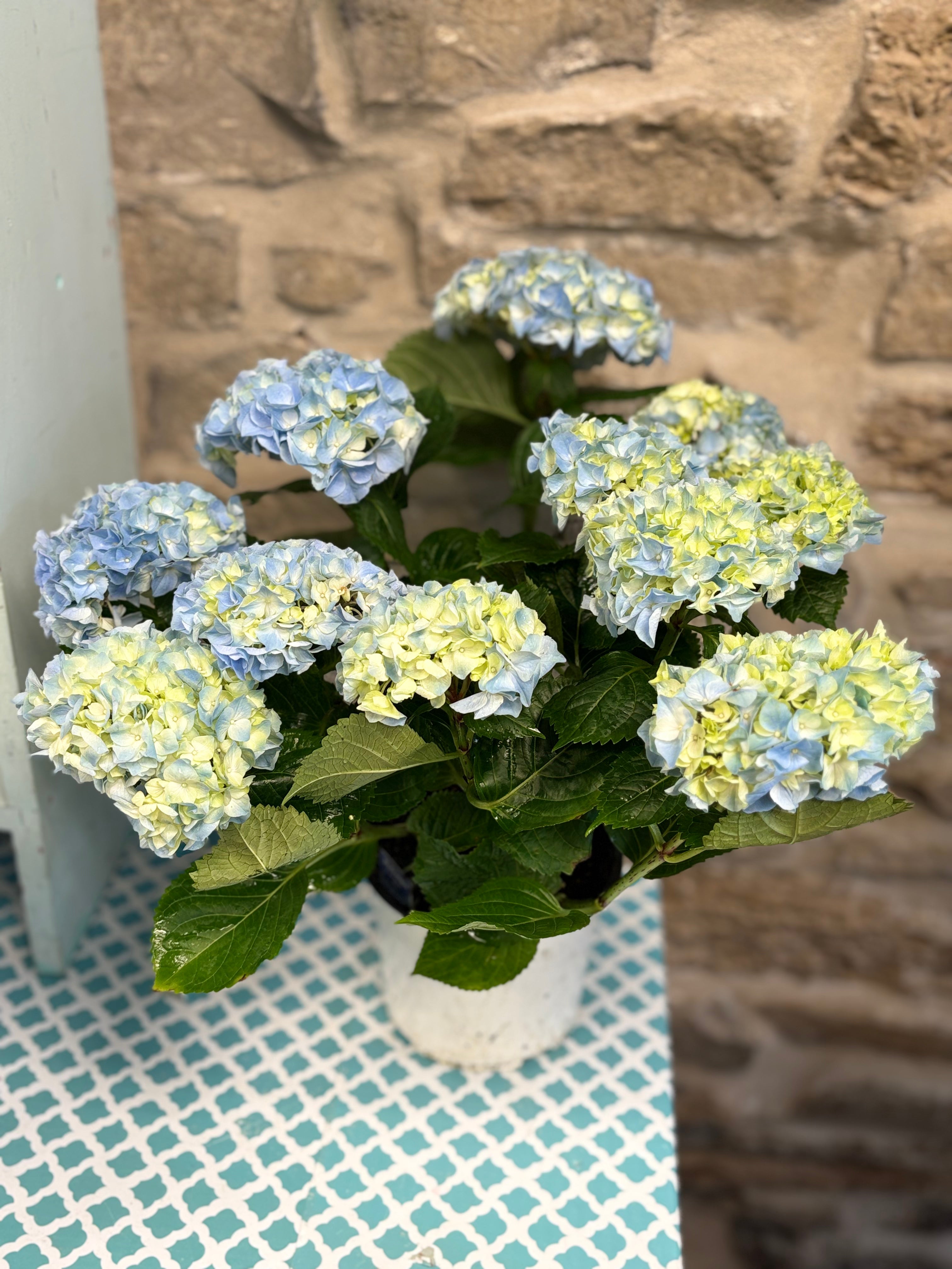 6 Inch Potted Hydrangea Plant - Beautiful Flowering Shrub for Home Garden, Patio Decor, and Wedding Centerpieces