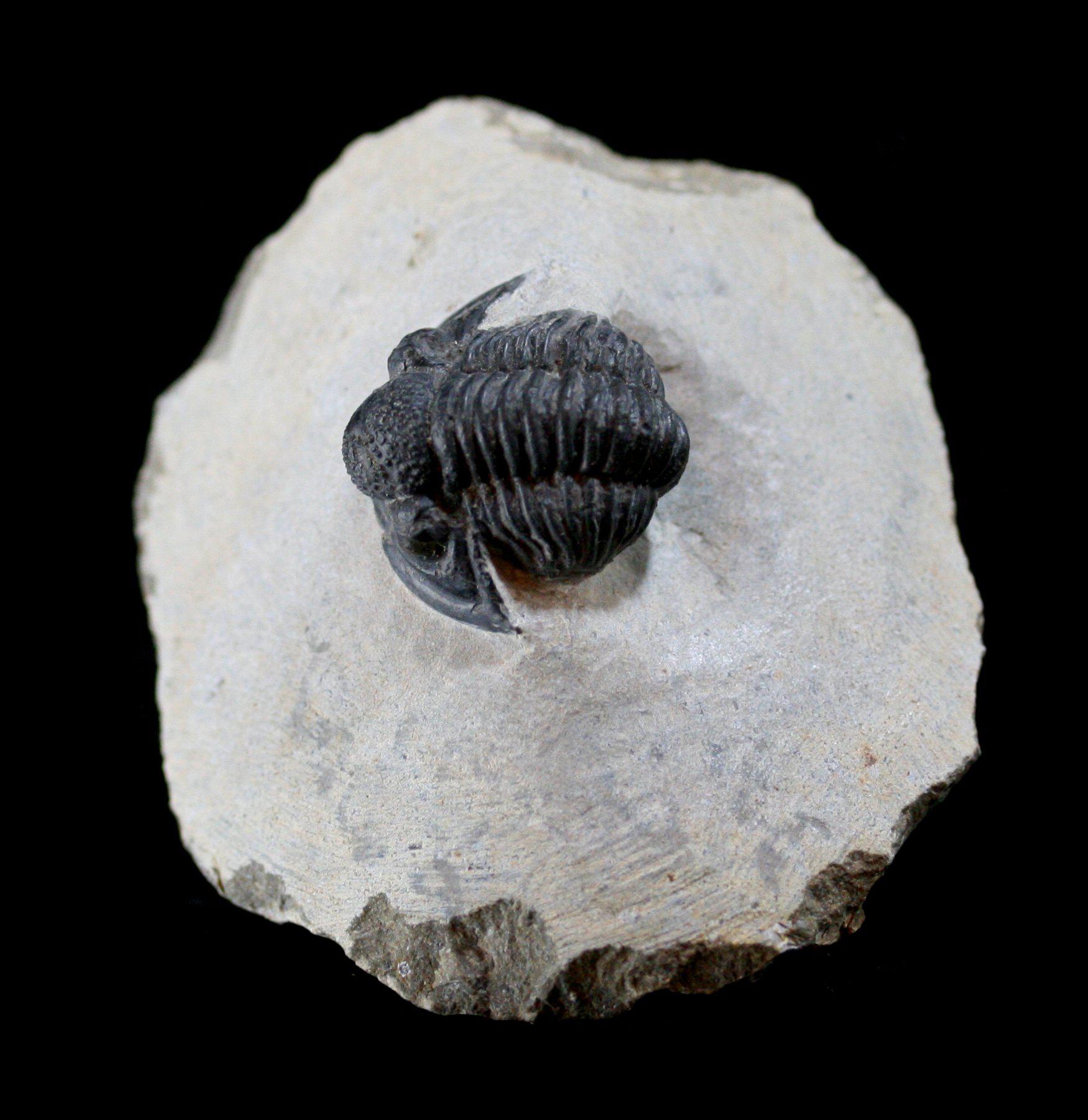 Authentic Fossilized Trilobite Gerastos Specimen - Rare Paleozoic Era Fossil Collection for Home Decor, Education & Gift Giving