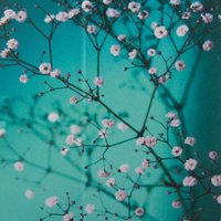 004 Pear FLower