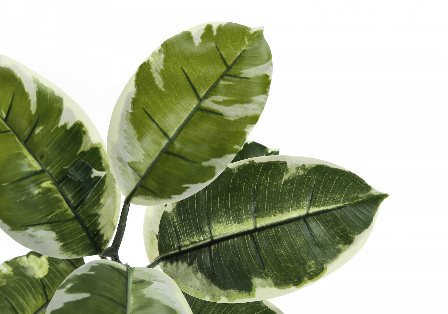 52 Pack Rubber Tree Plants with 5 Black Pots - Green/White Foliage - Perfect for Home Office Decor, Indoor Gardening & Housewarming Gifts