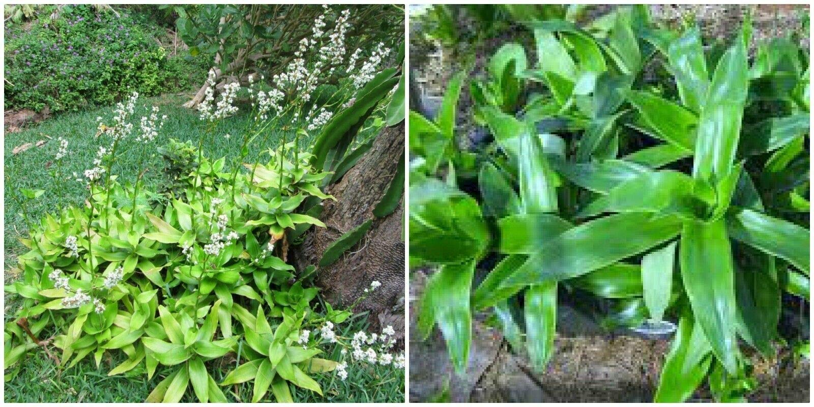Callisia Fragrans Live Plant - 7 Inches Tall, Basket Plant for Home & Office Decor, Air Purifying Indoor Houseplant