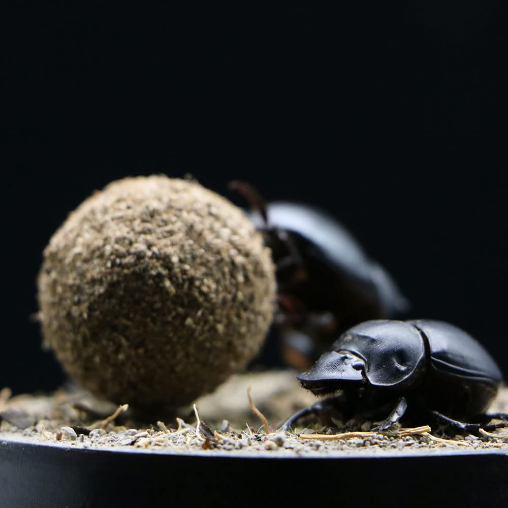 Dung Beetle Insect Specimen in Glass Display Case - Realistic Taxidermy Micro-Landscape for Science Education, Home Decor & Unique Gift Ideas | Perfect for Entomology Collectors, Nature Lovers & Classroom Displays