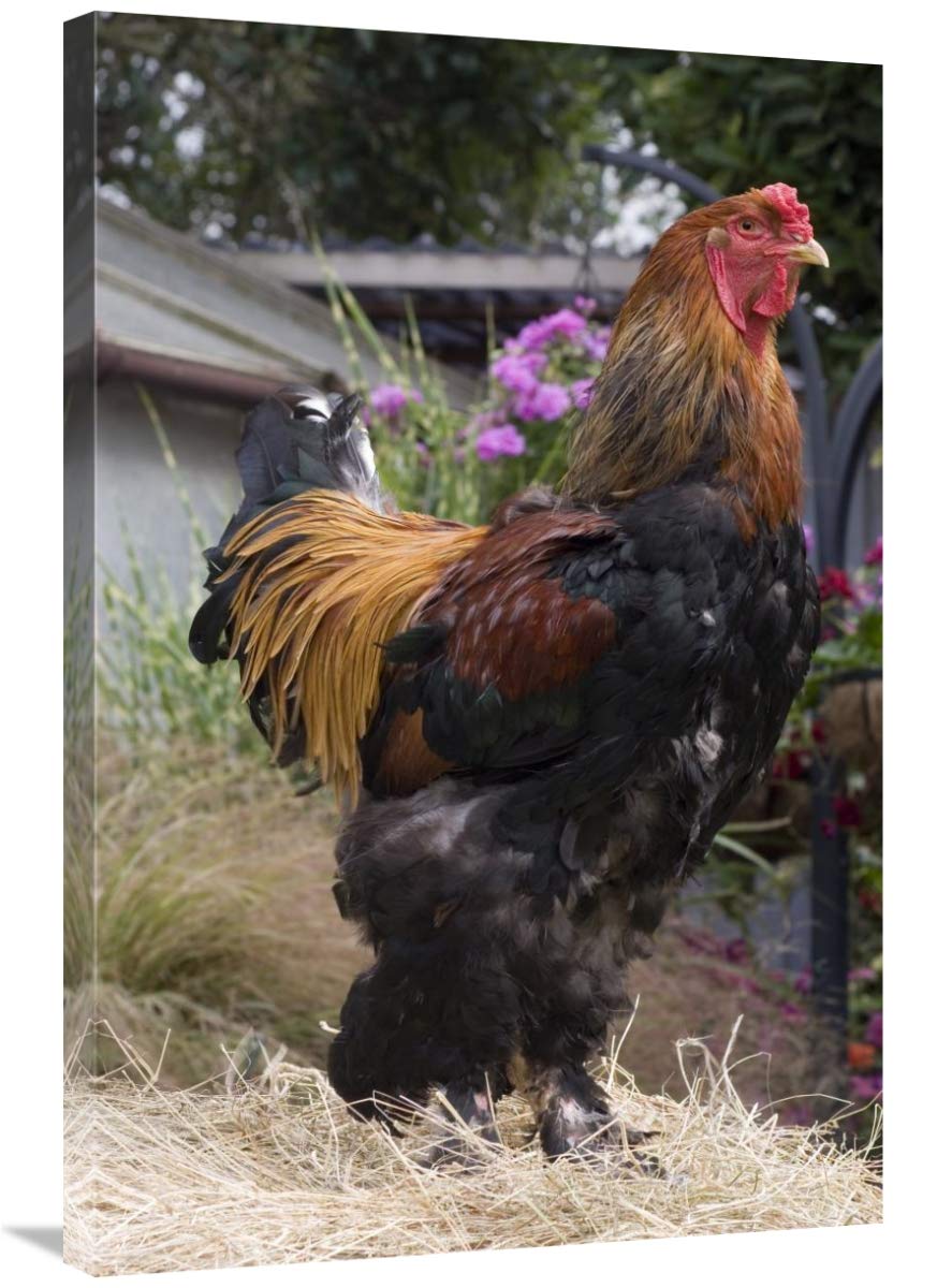Gold Brahma Rooster Canvas Art Print - 24x36 Inches - Farmhouse Chicken Wall Decor for Kitchen, Dining Room & Country Home
