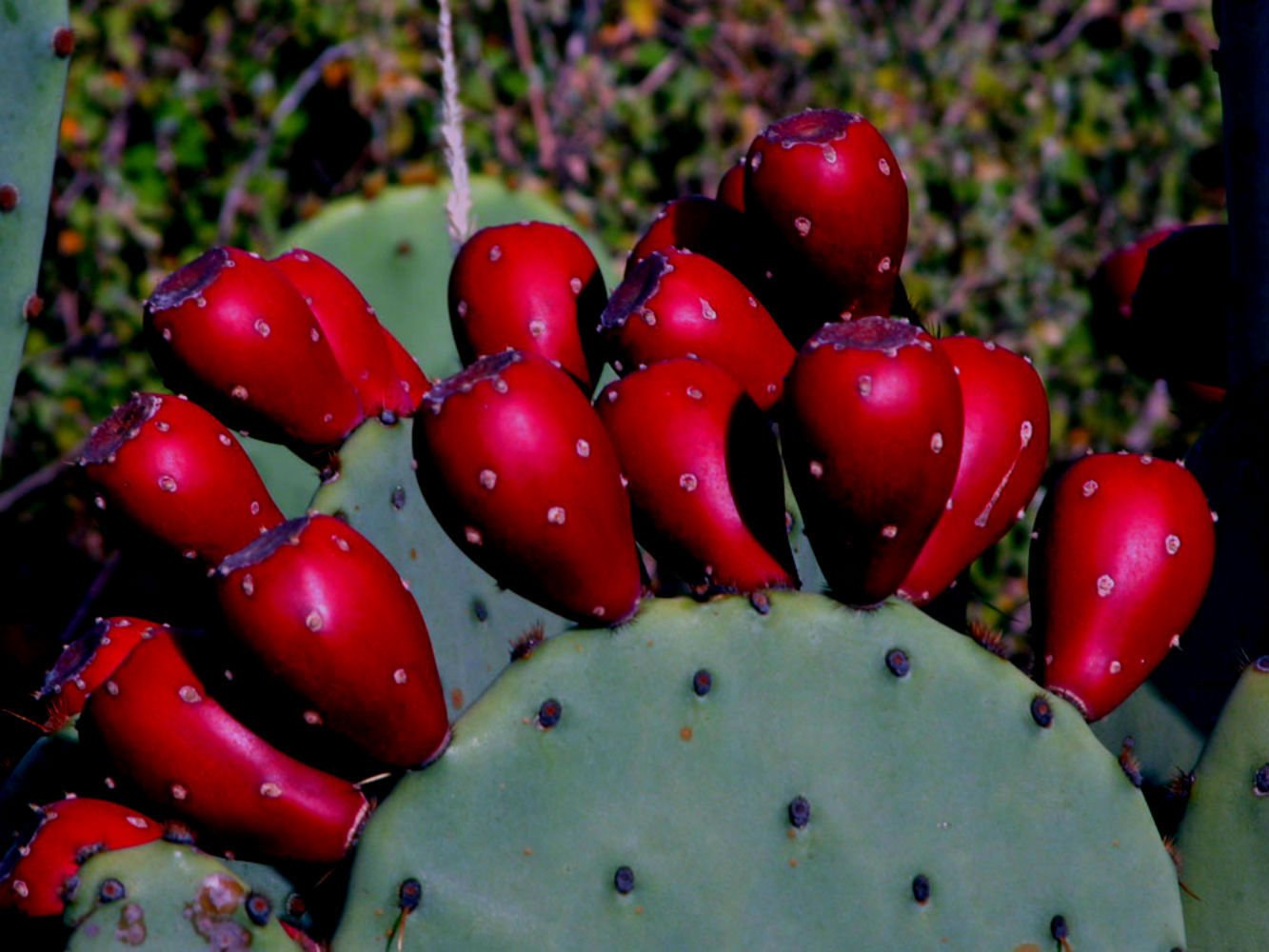 Sweet Red Prickly Pear Cactus Fruit Seeds (10 Pack) - Hardy to Zone 4 - Indian Fig Opuntia - Perfect for Home Gardening, Edible Landscaping & DIY Cactus Gardens