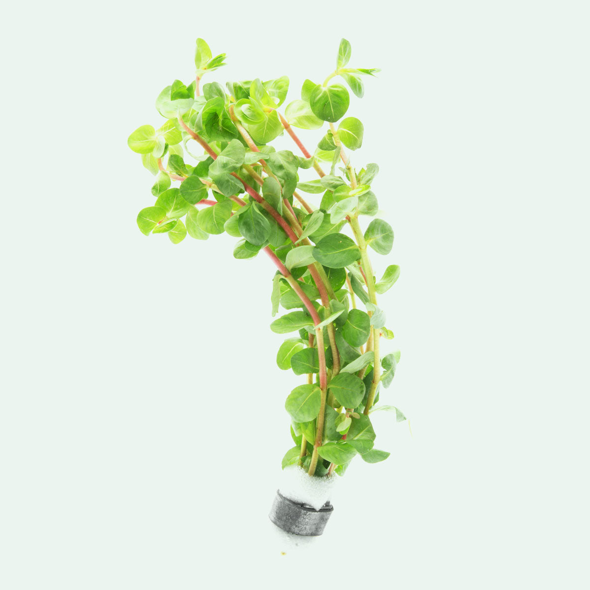 Rotala Indica Aquatic Plant for Freshwater Aquariums - Perfect for Aquascaping, Fish Tanks & Planted Aquariums
